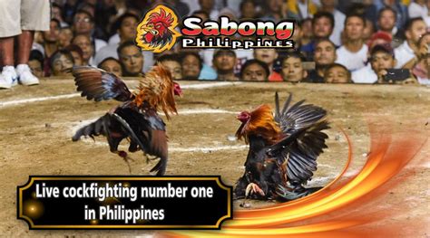 sabong24 live|sabong live streaming.